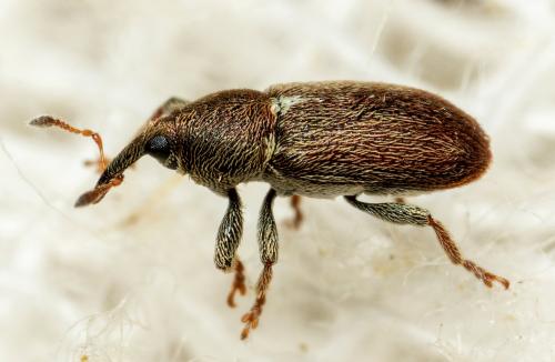 Tychius cuprifer